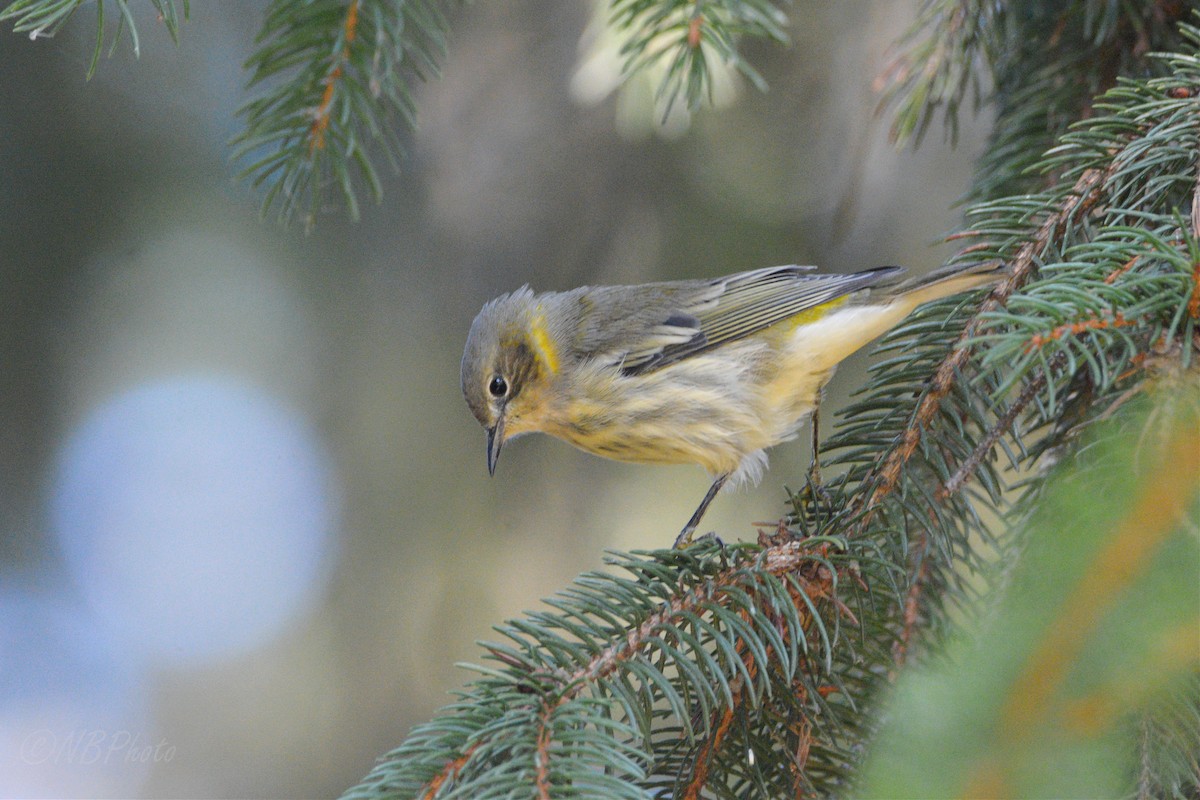 Cape May Warbler - ML516005321