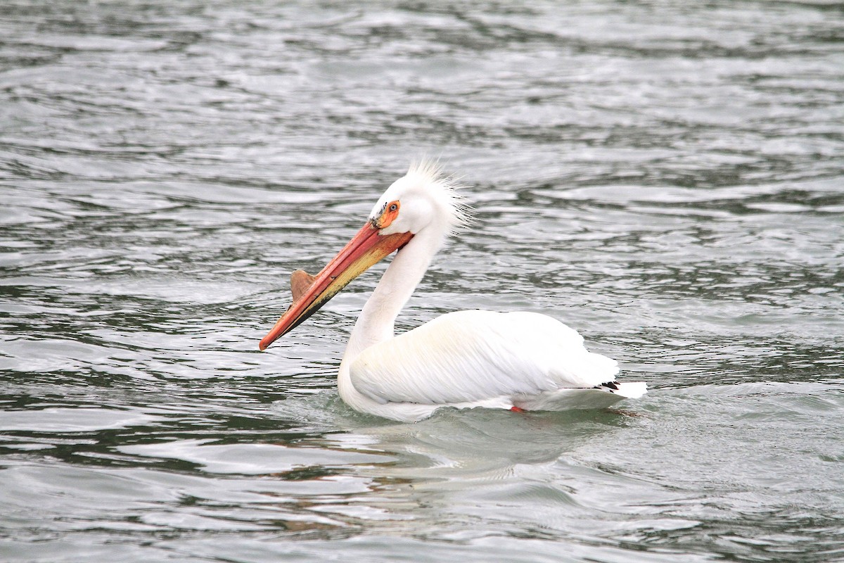 American White Pelican - Arman Moreno