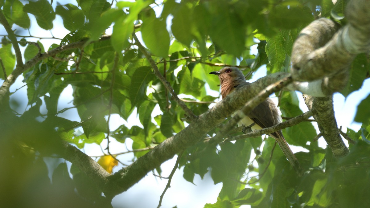 Dwarf Cuckoo - Miguel Aguilar @birdnomad