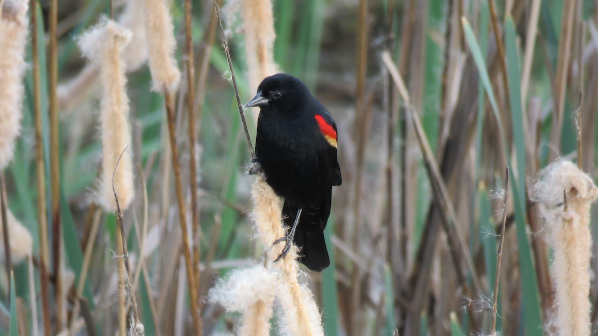 Red-winged Blackbird - Matthew Schmahl