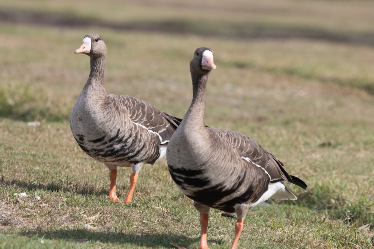 Greater White-fronted Goose - ML516029821