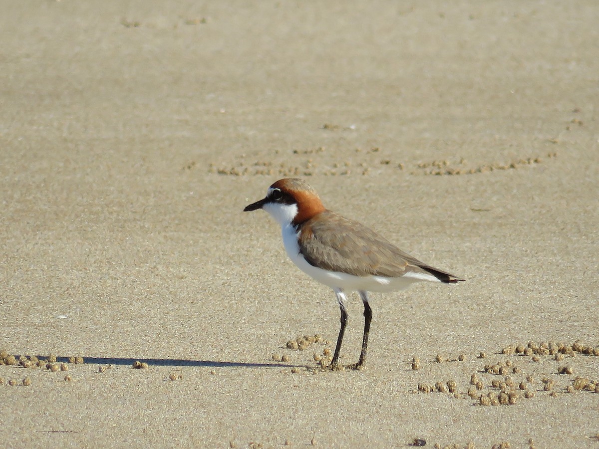 Red-capped Plover - Blair Dudeck