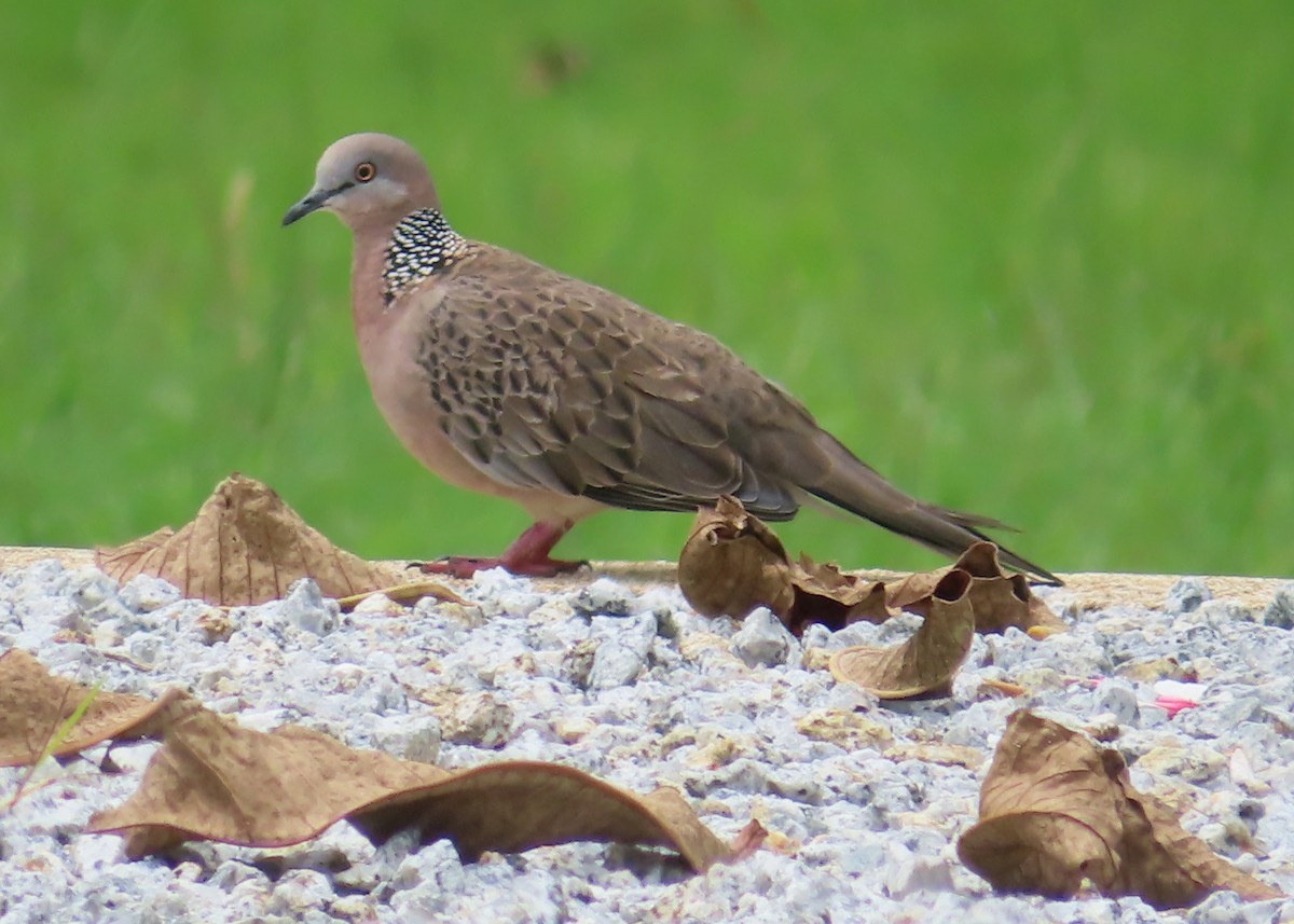 Spotted Dove - ML516031141
