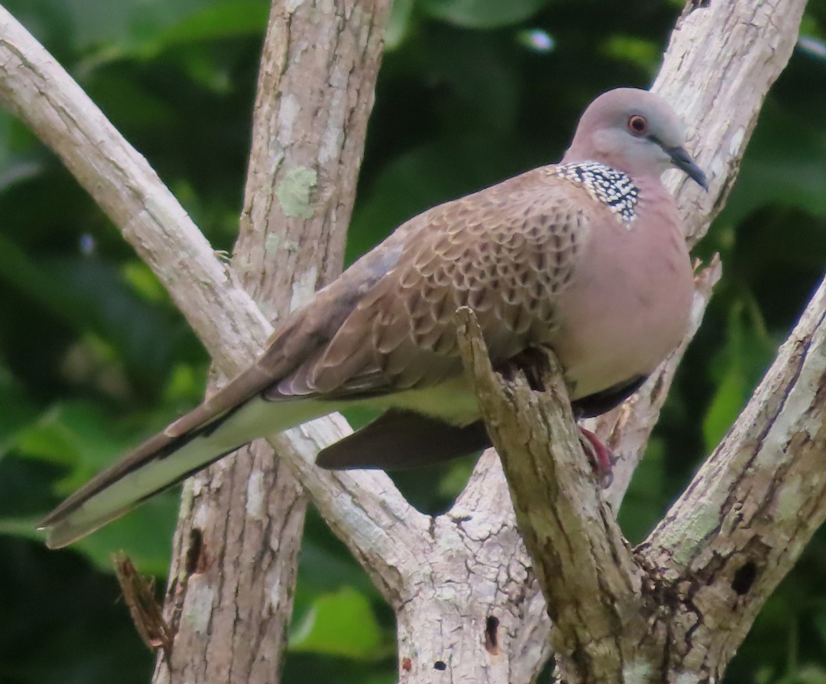 Spotted Dove - ML516031151