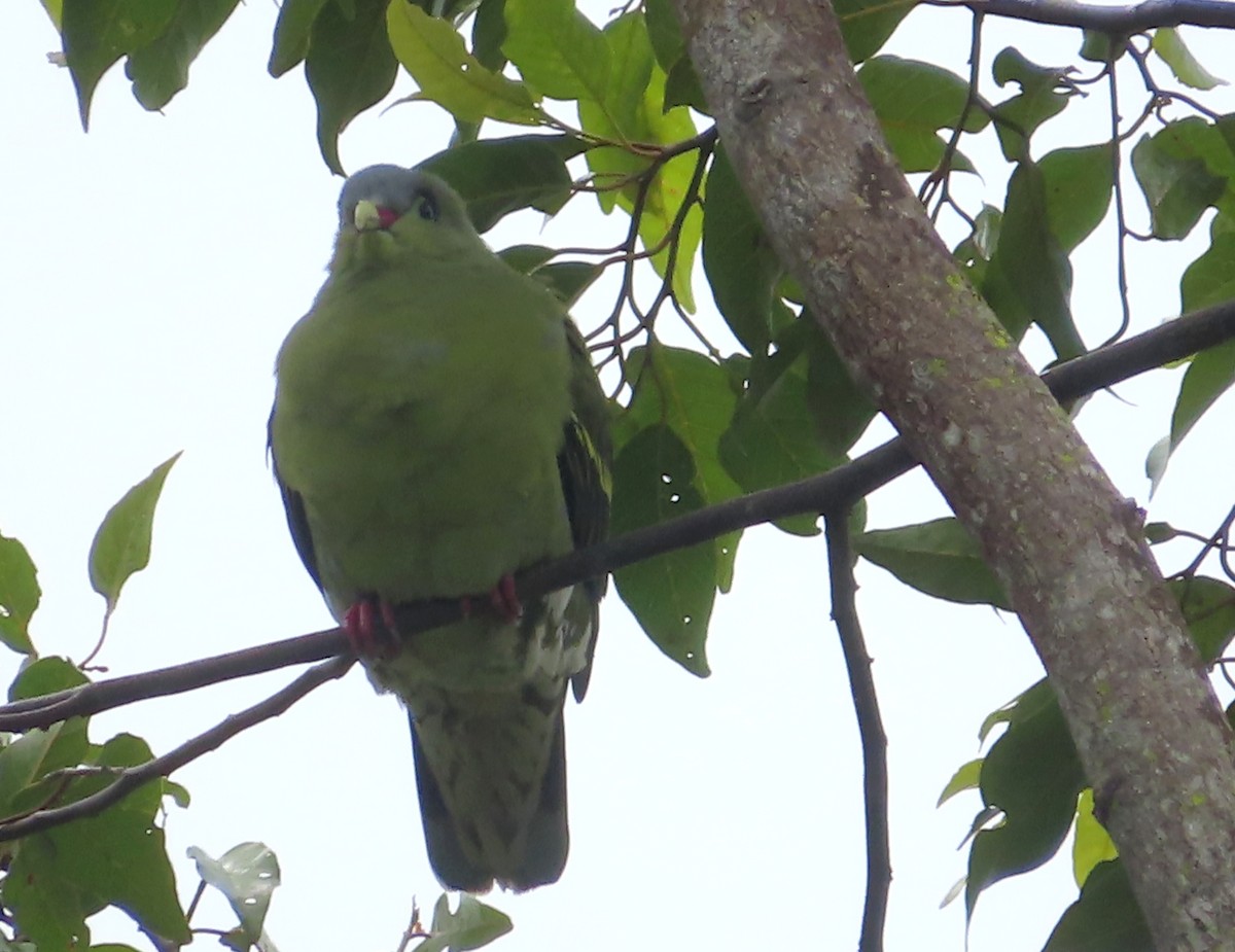Pink-necked Green-Pigeon - ML516031211
