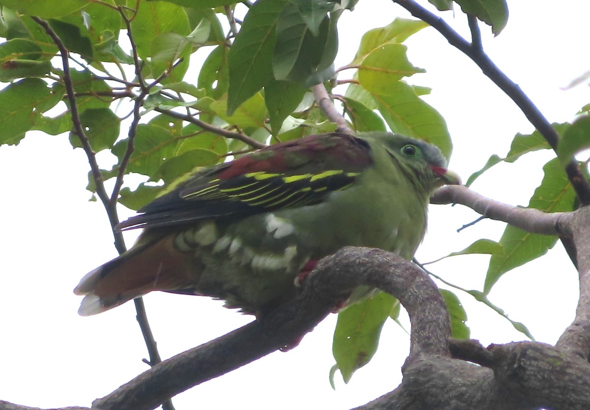Pink-necked Green-Pigeon - ML516031241