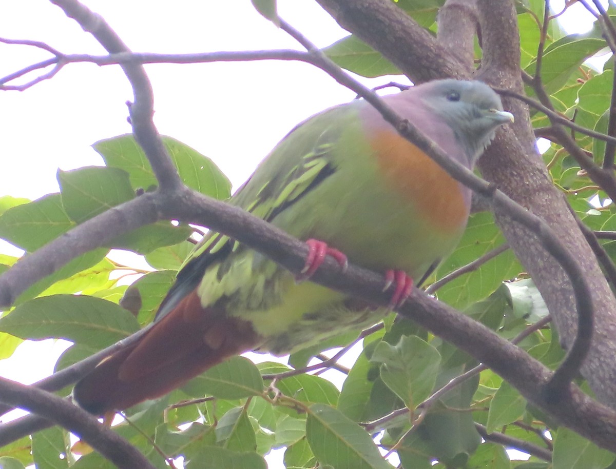 Pink-necked Green-Pigeon - Paul Dobbie