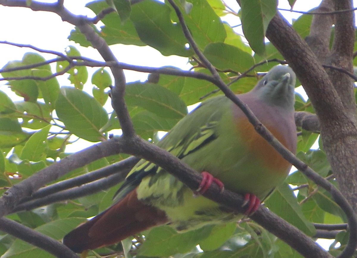 Pink-necked Green-Pigeon - ML516031281