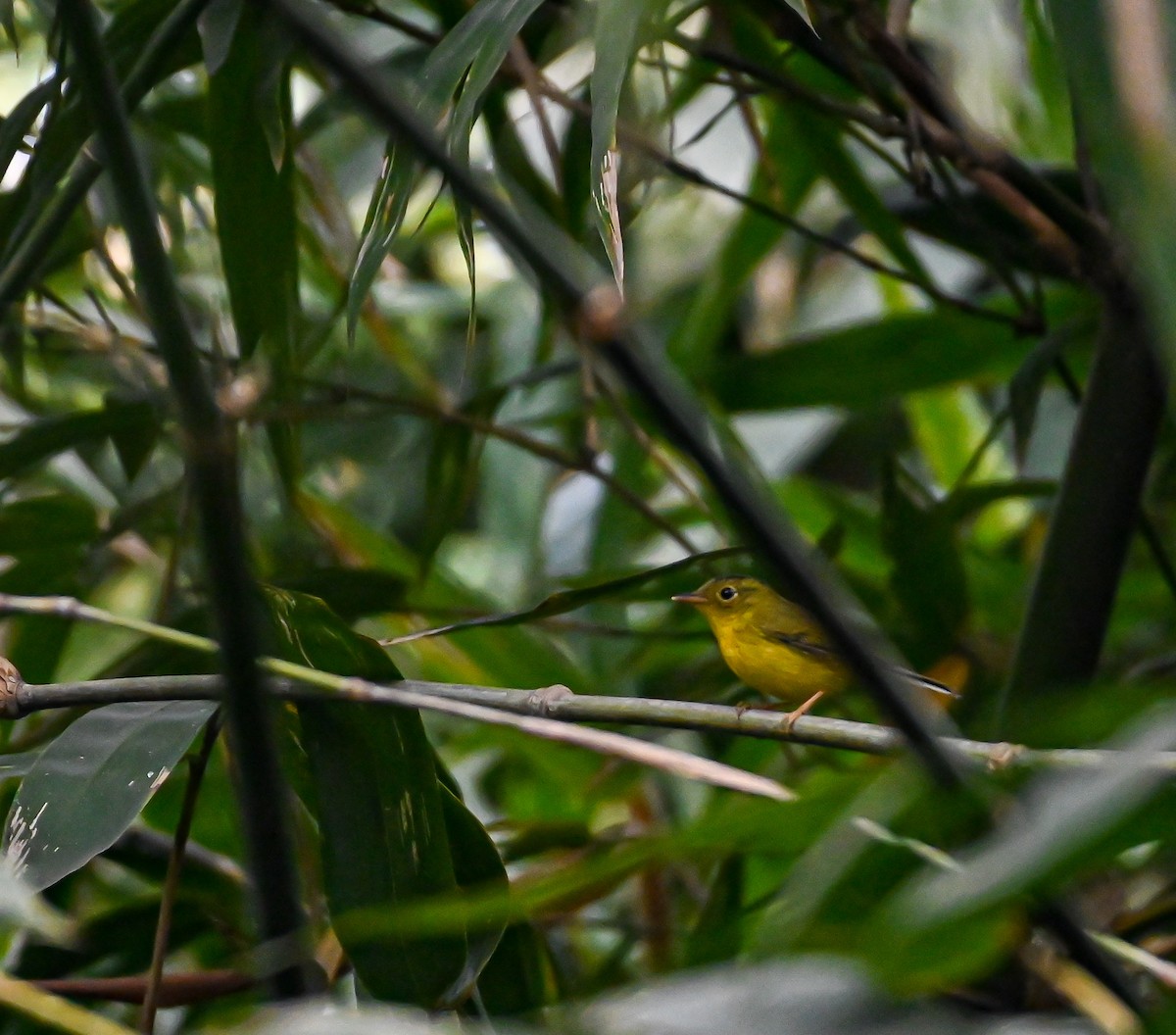 Green-crowned Warbler - ML516031581