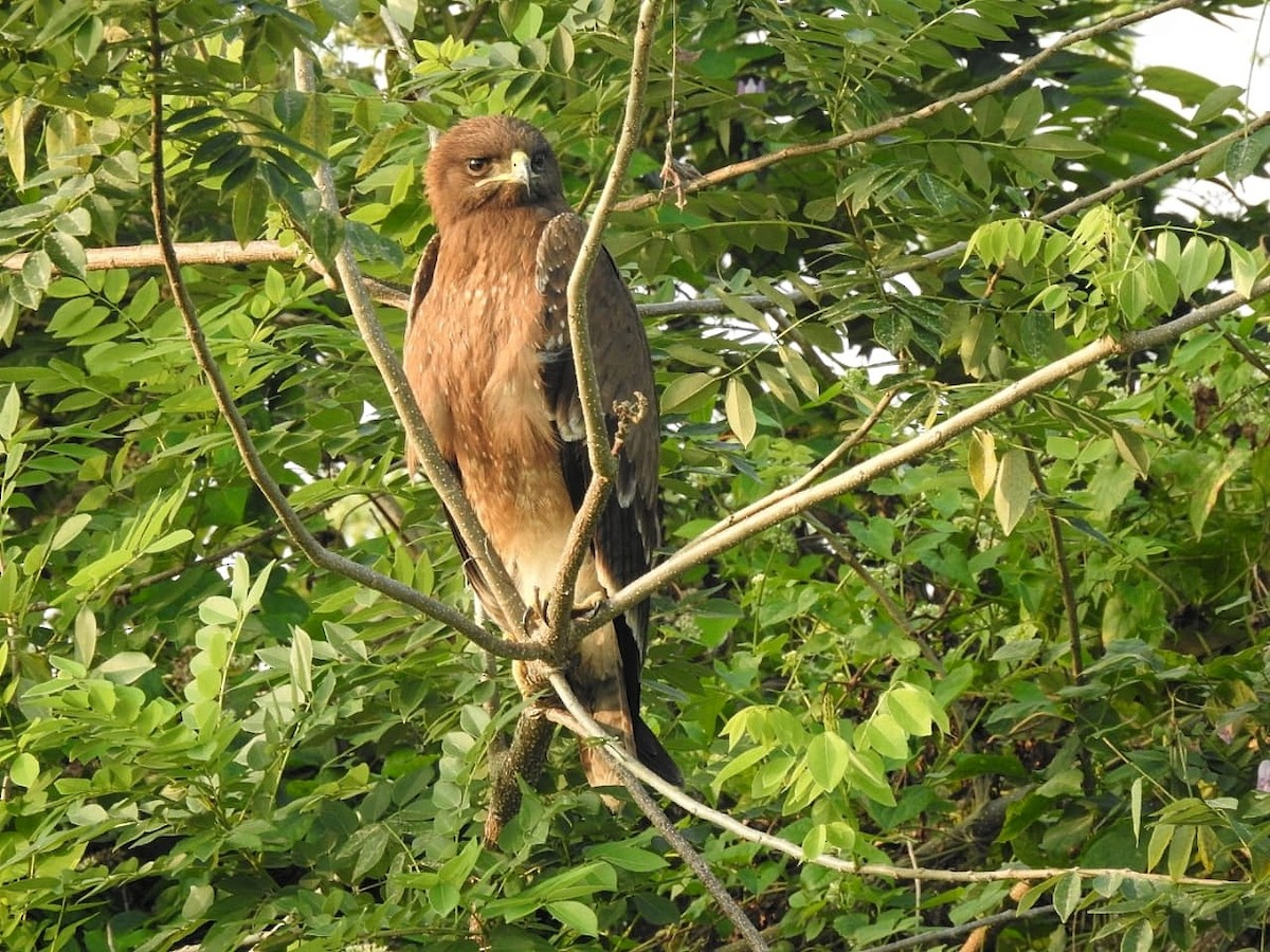 Indian Spotted Eagle - ML516038031