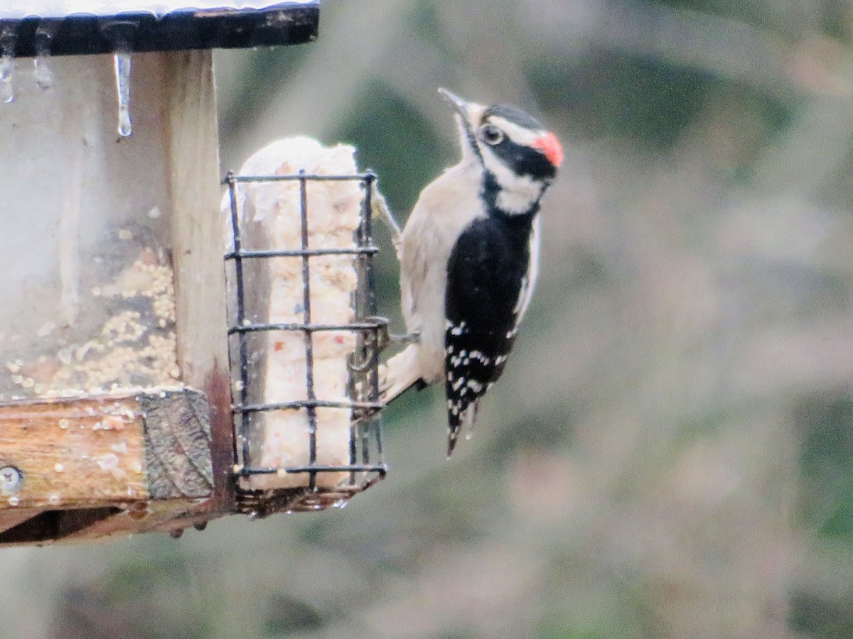 Downy Woodpecker - ML516041131