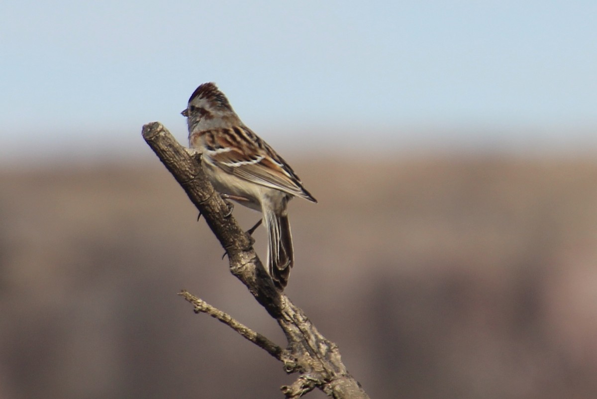 American Tree Sparrow - Valerie Klumper