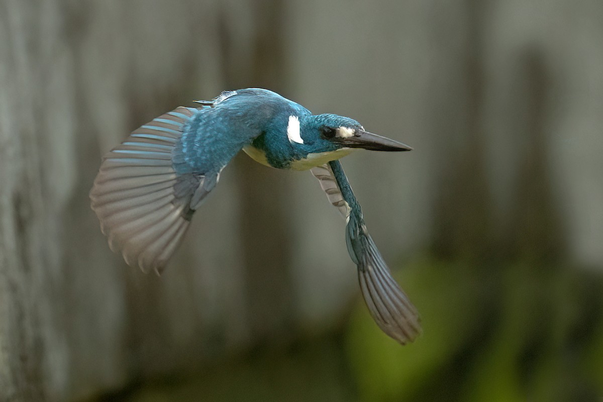 Small Blue Kingfisher - ML516050251