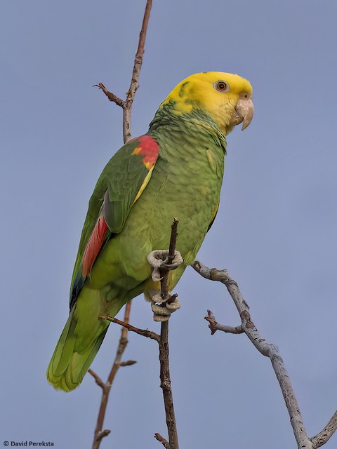 green parrot yellow head