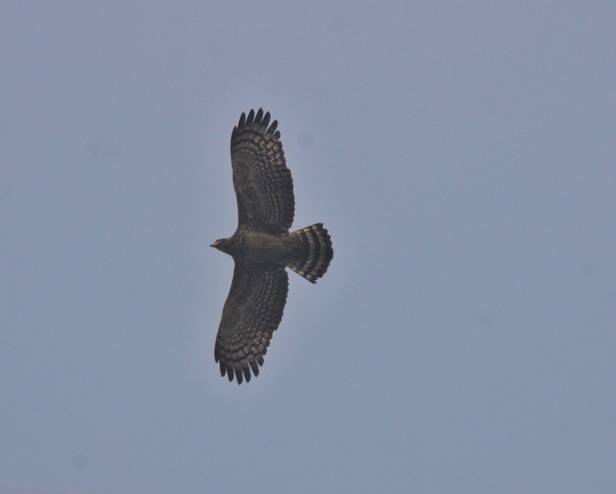 Crested Serpent-Eagle - ML516052041