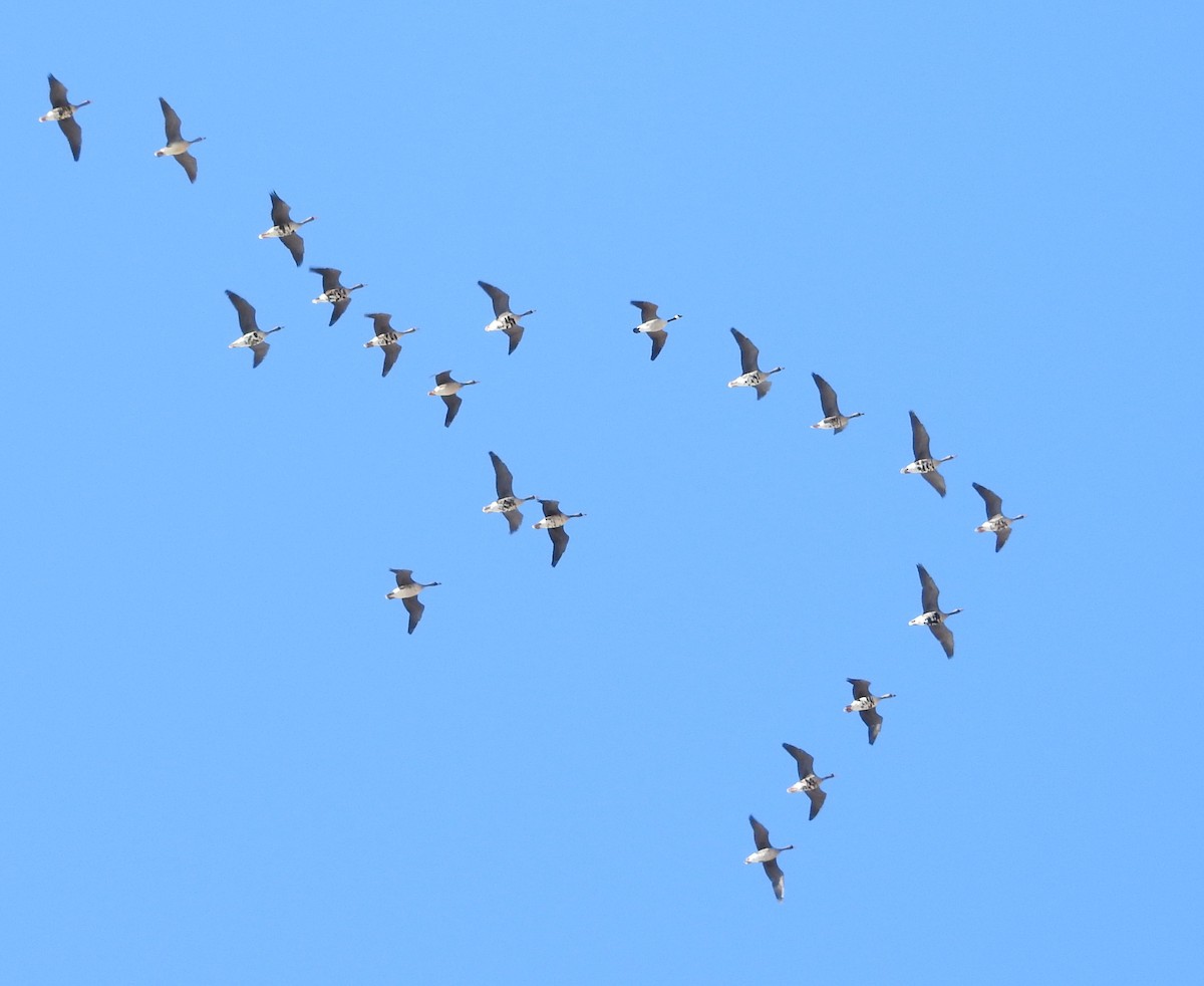Greater White-fronted Goose - ML51605411