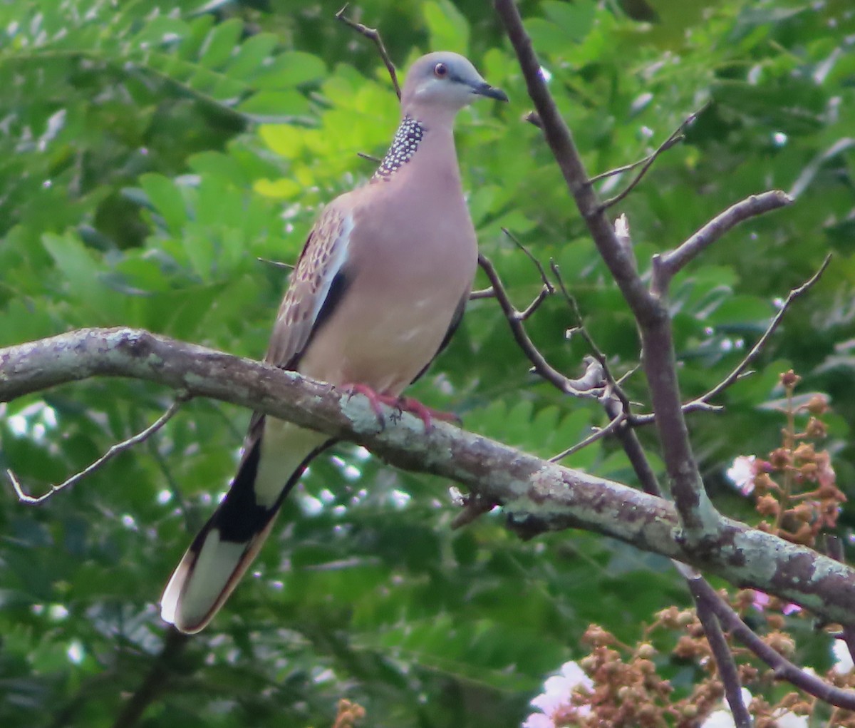 Spotted Dove - ML516058221
