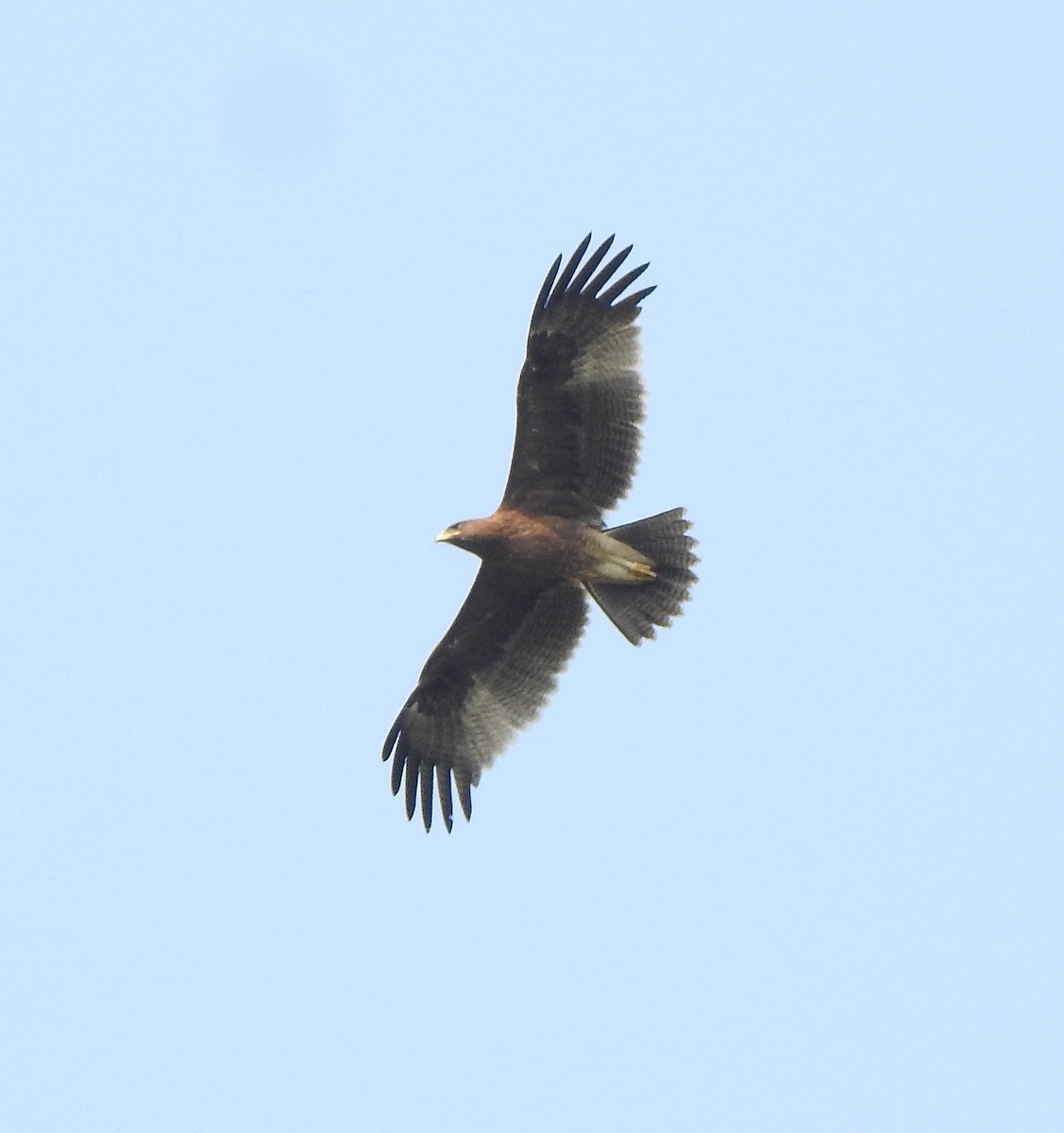 Indian Spotted Eagle - ML516059971
