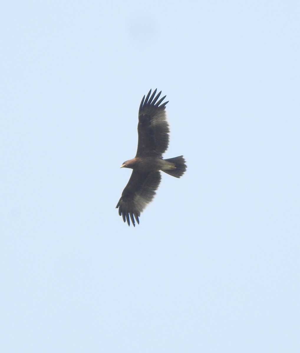 Indian Spotted Eagle - ML516059981
