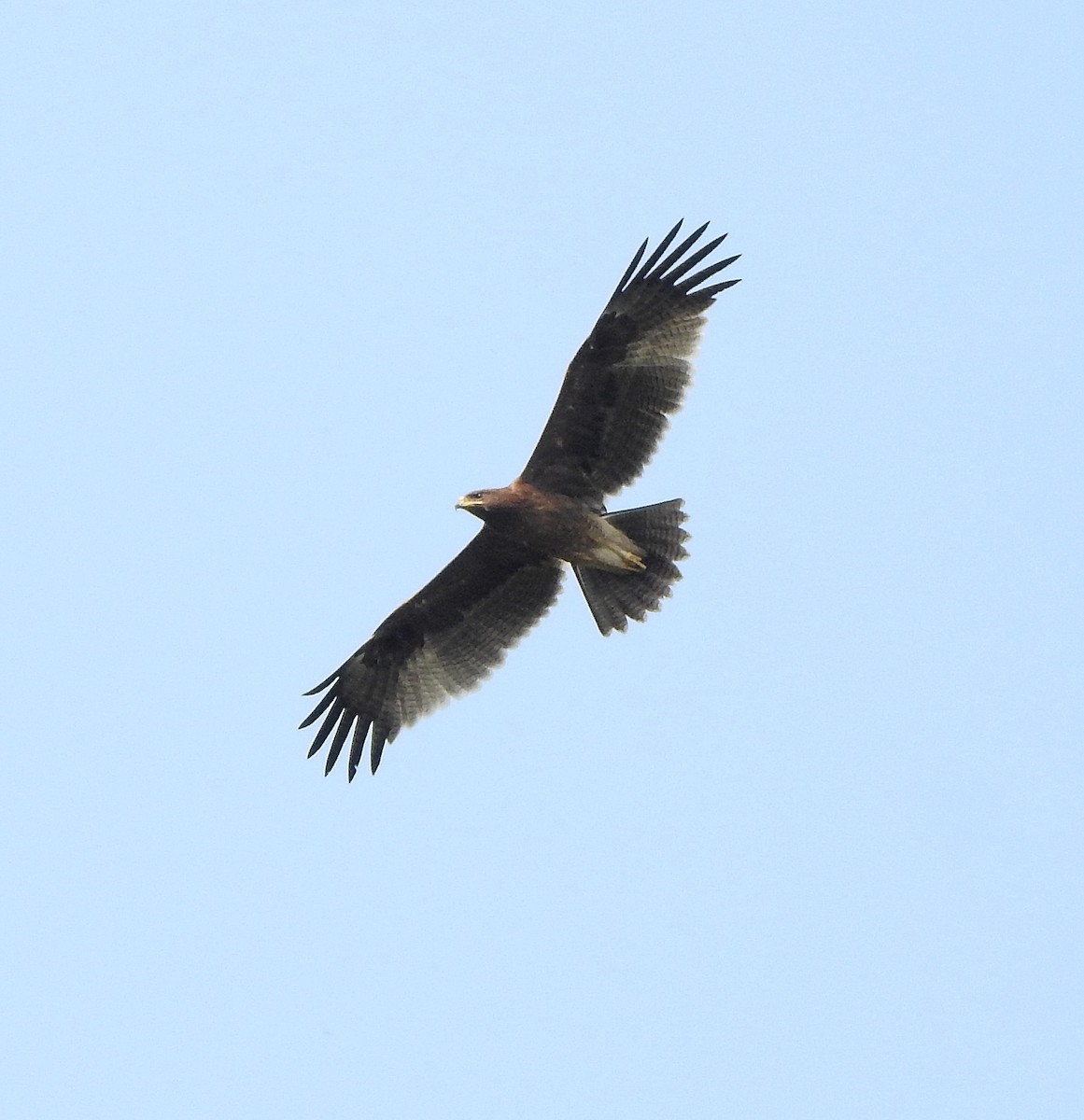 Indian Spotted Eagle - ML516059991