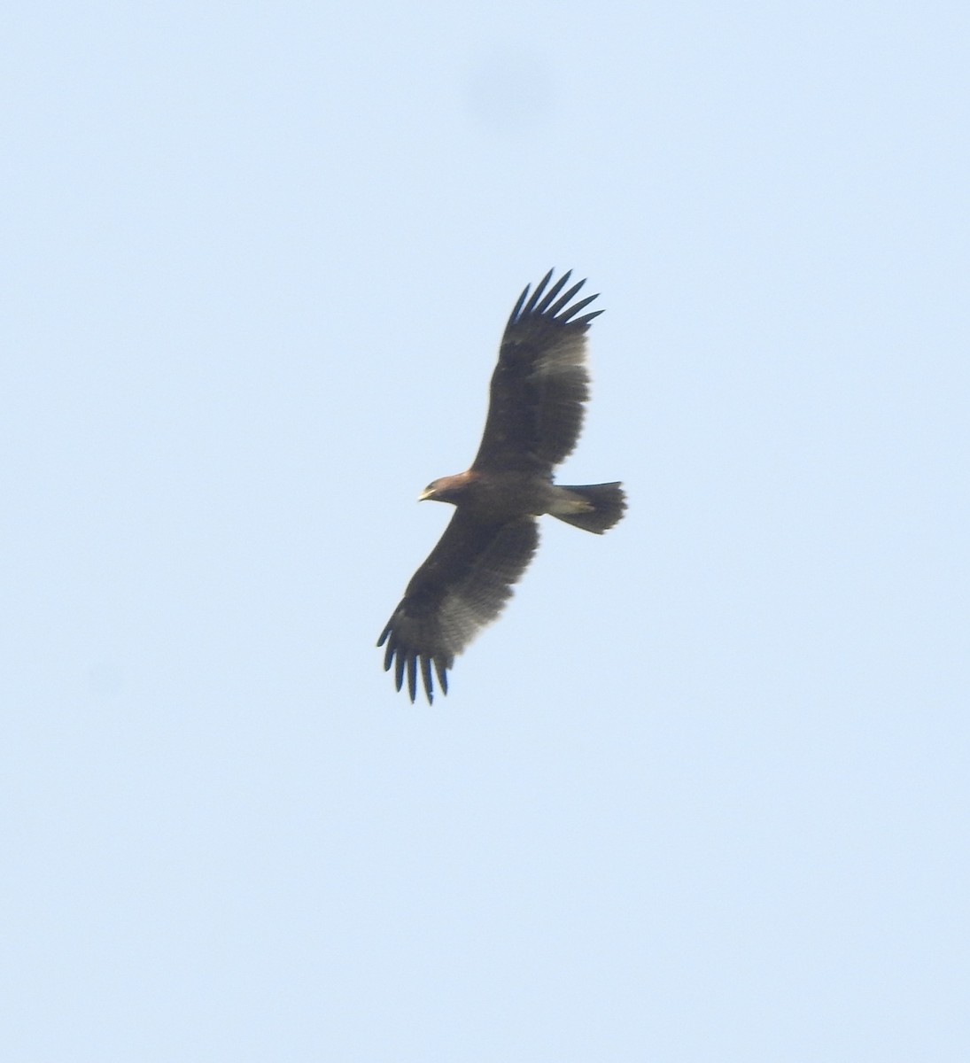 Indian Spotted Eagle - ML516060011