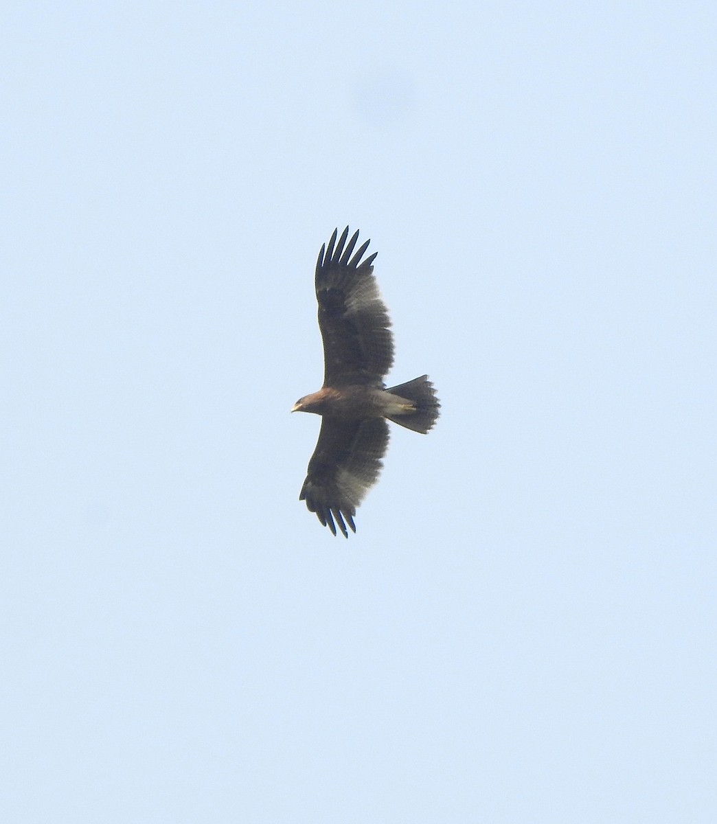 Indian Spotted Eagle - ML516060021