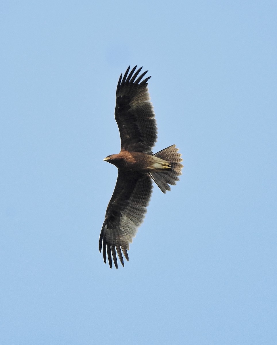 Indian Spotted Eagle - Afsar Nayakkan