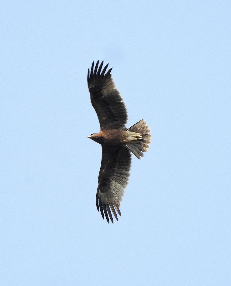 Indian Spotted Eagle - ML516060051