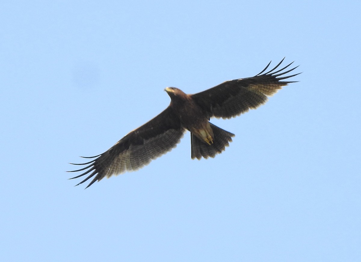 Indian Spotted Eagle - ML516060061
