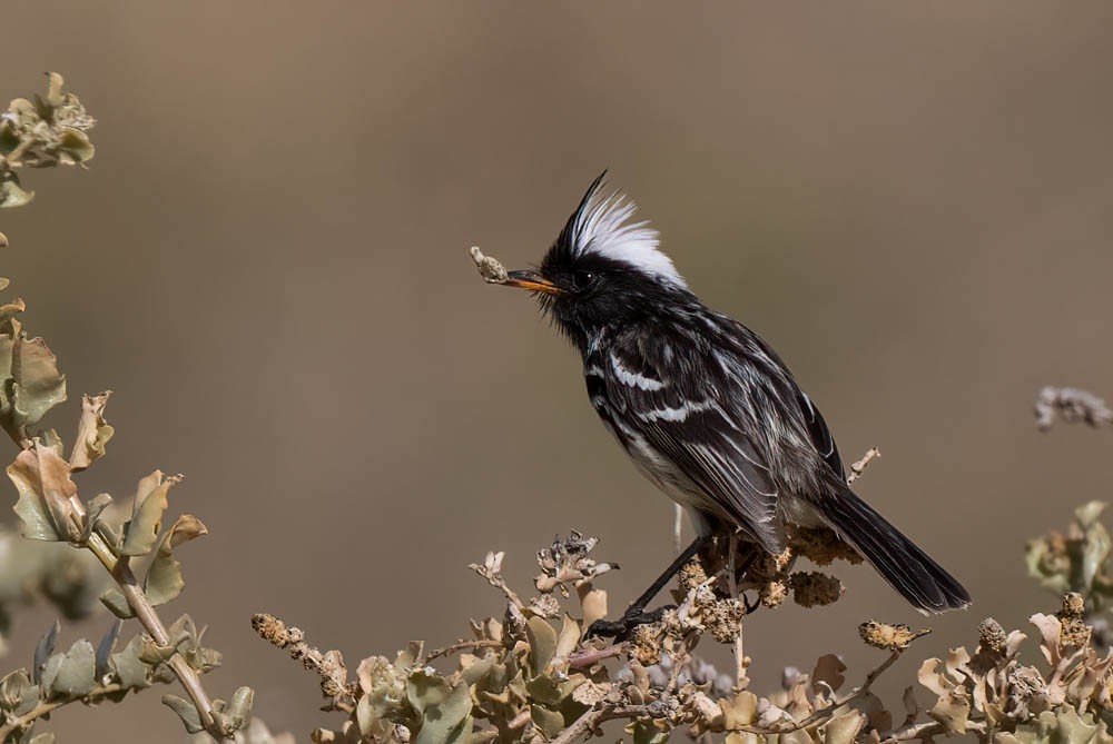 Pied-crested Tit-Tyrant - Luis R Figueroa