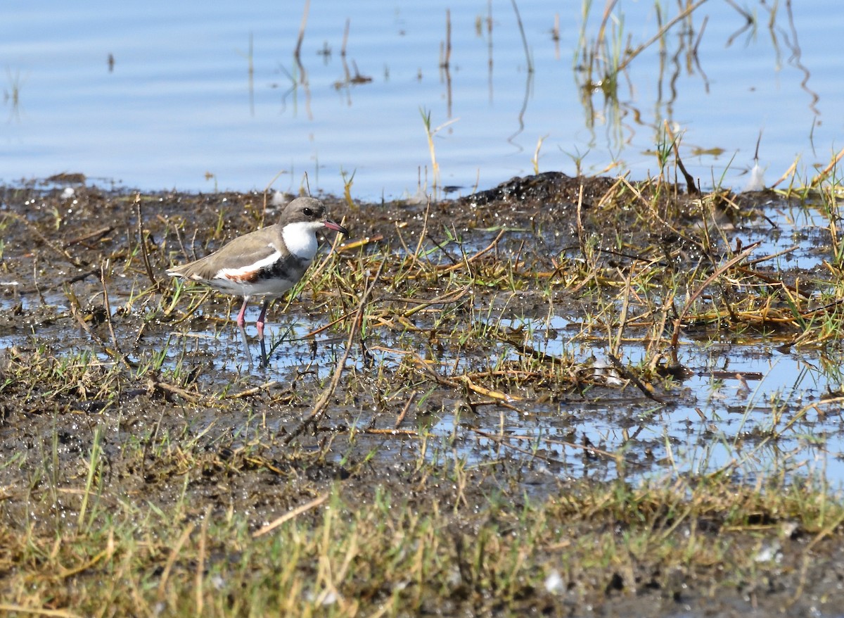 Red-kneed Dotterel - ML516064241