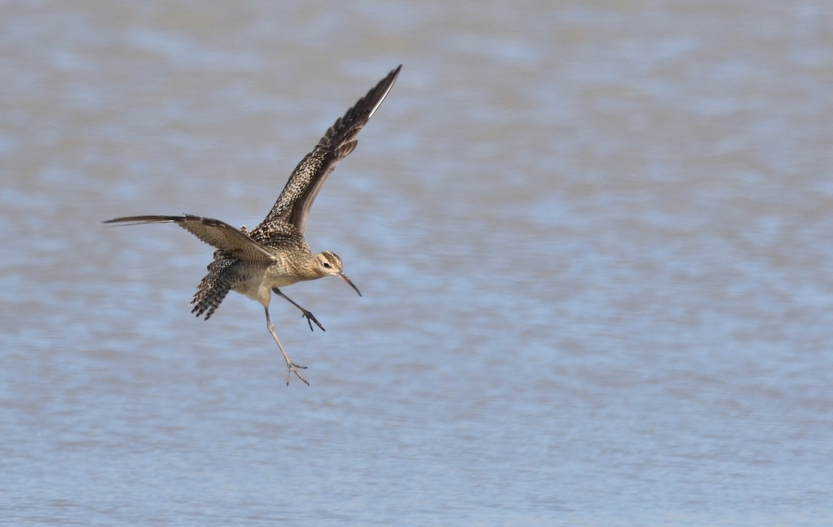 Little Curlew - ML516064601