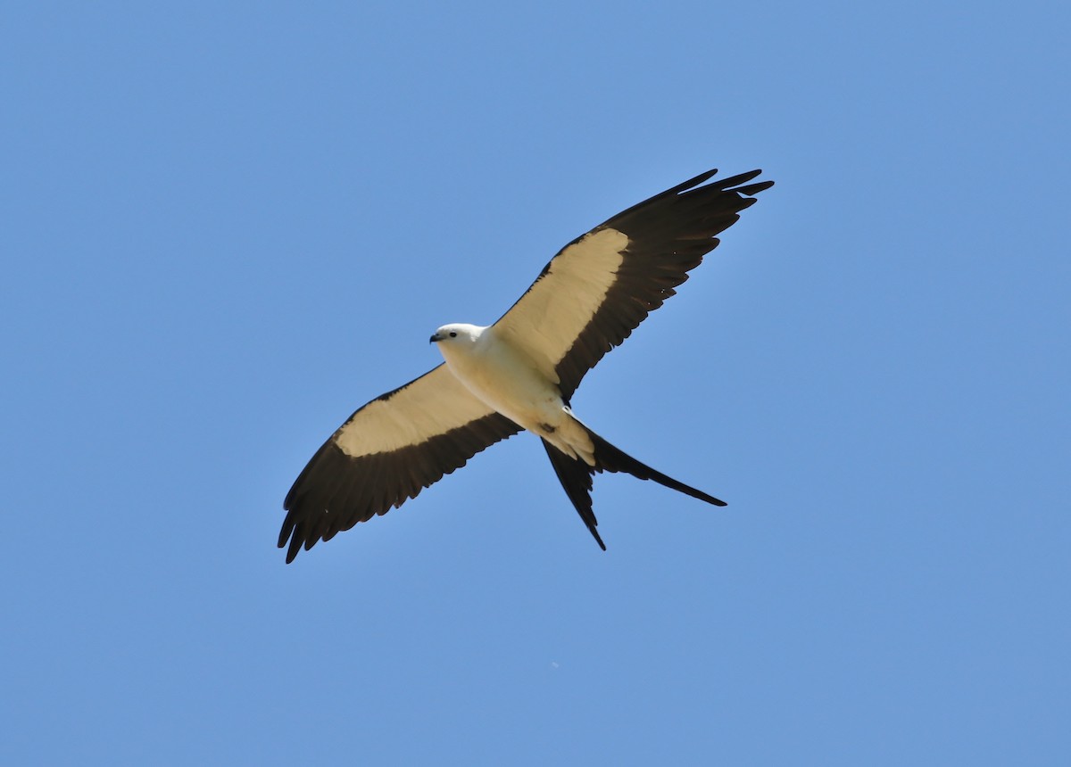 Swallow-tailed Kite - ML51607191