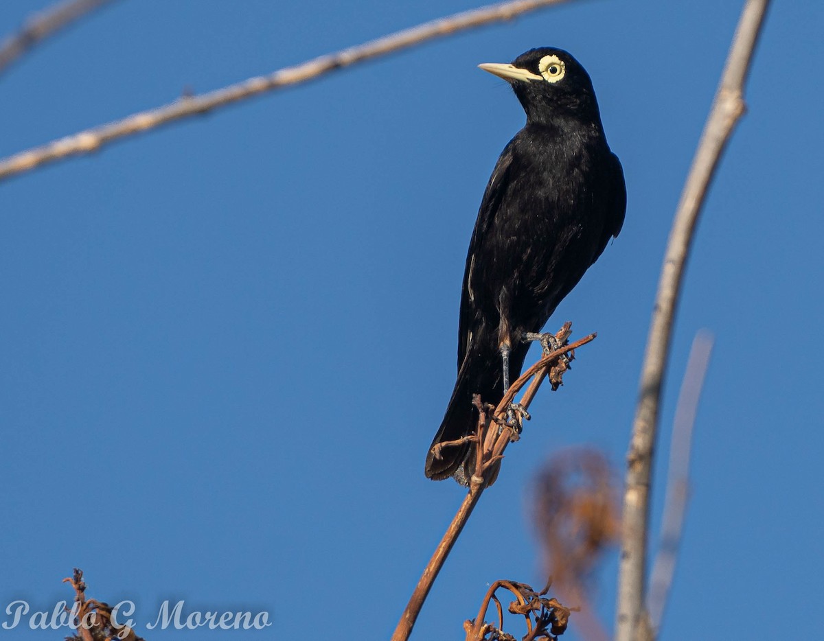 Spectacled Tyrant - ML516071971