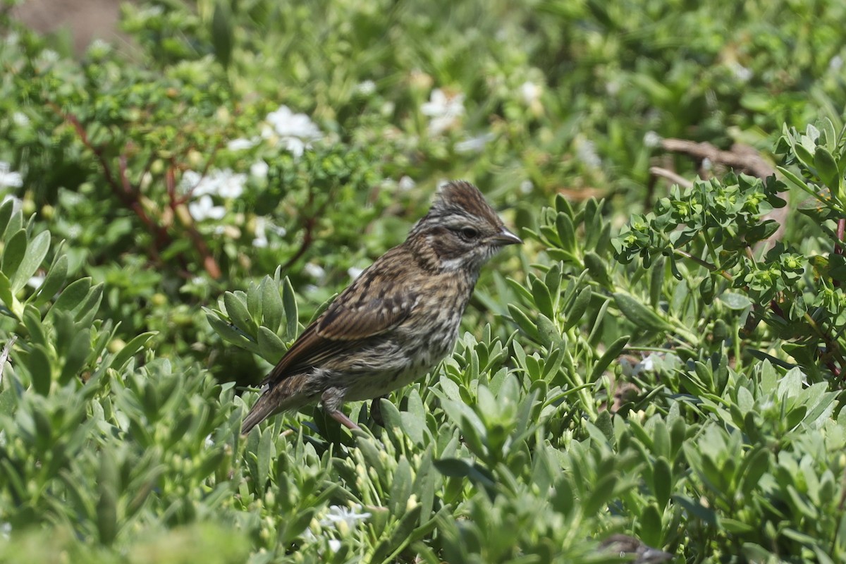 Rufous-collared Sparrow - ML516074011