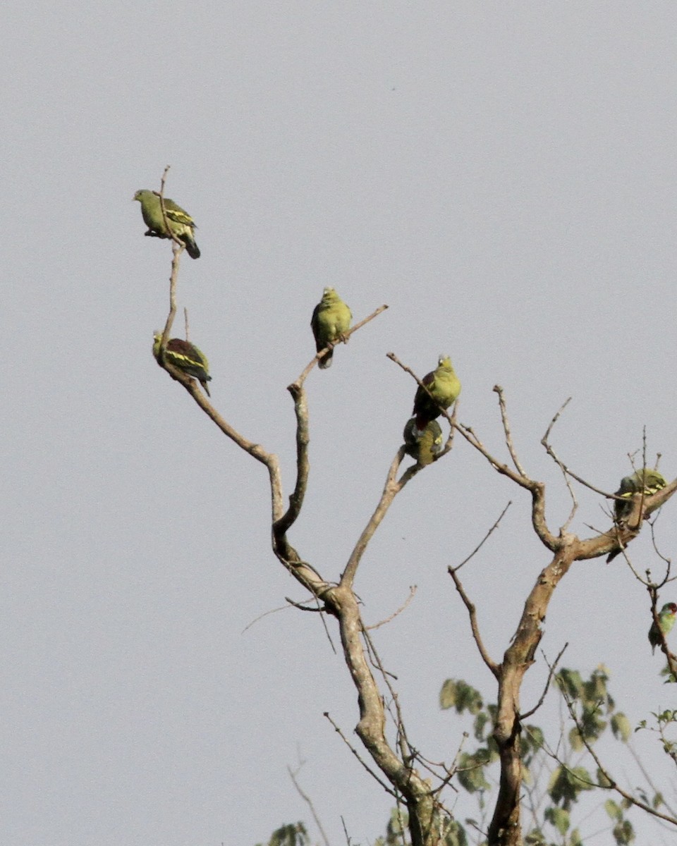 eBird Checklist - 6 Dec 2017 - Periyar Tiger Reserve--Green Walk - 65 ...