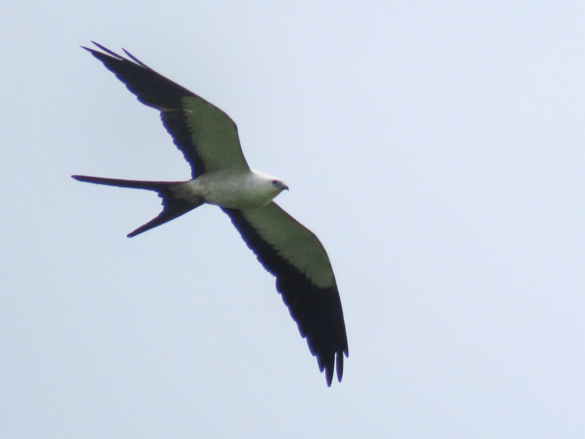Swallow-tailed Kite - ML516075591