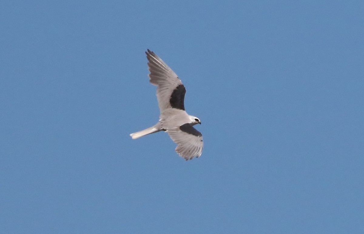 White-tailed Kite - ML51607571
