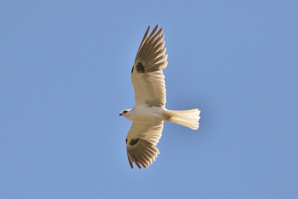 White-tailed Kite - ML51607621