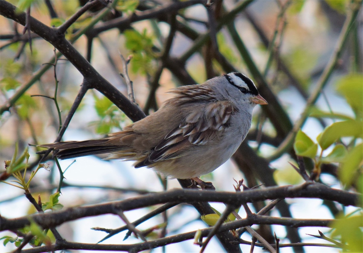 White-crowned Sparrow - Mike Winck