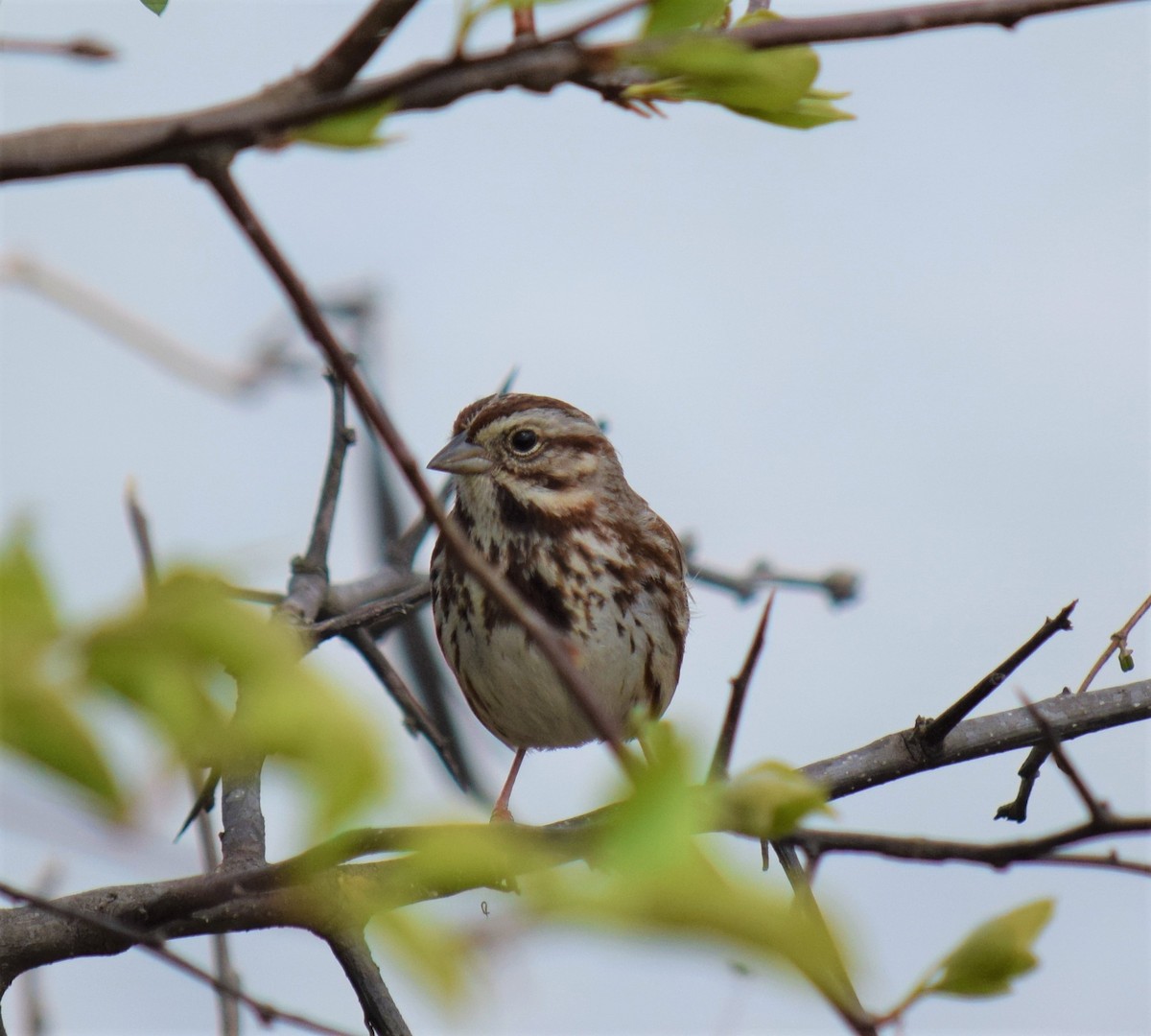 Song Sparrow - Mike Winck