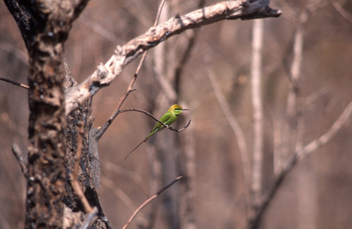 African Green Bee-eater - ML516090871