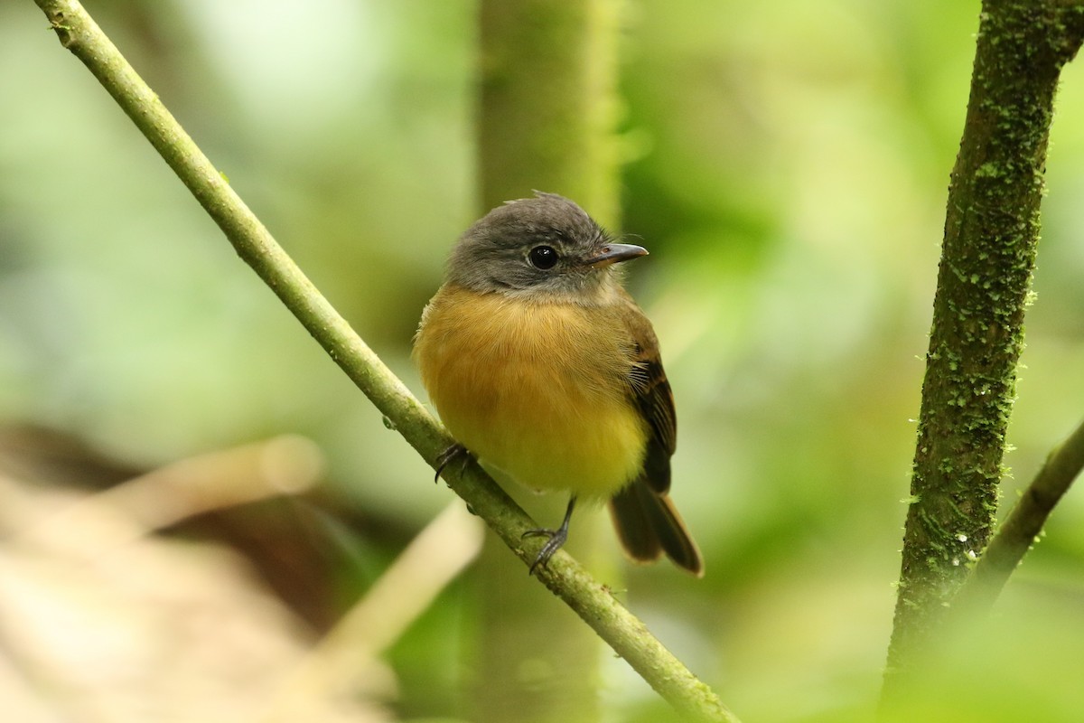 Tawny-chested Flycatcher - John and Milena Beer