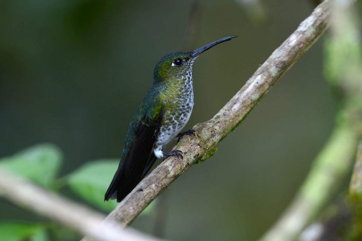 Many-spotted Hummingbird - ML516098281