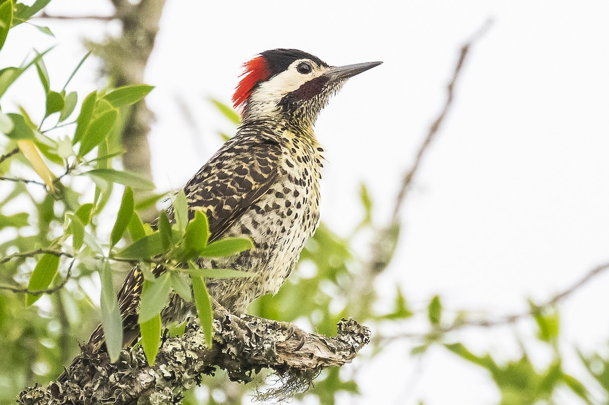 Green-barred Woodpecker - ML516110221