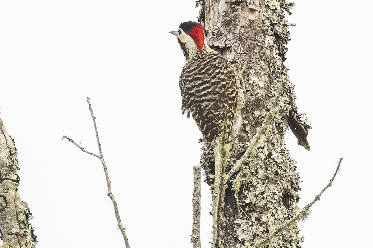Green-barred Woodpecker - ML516110231