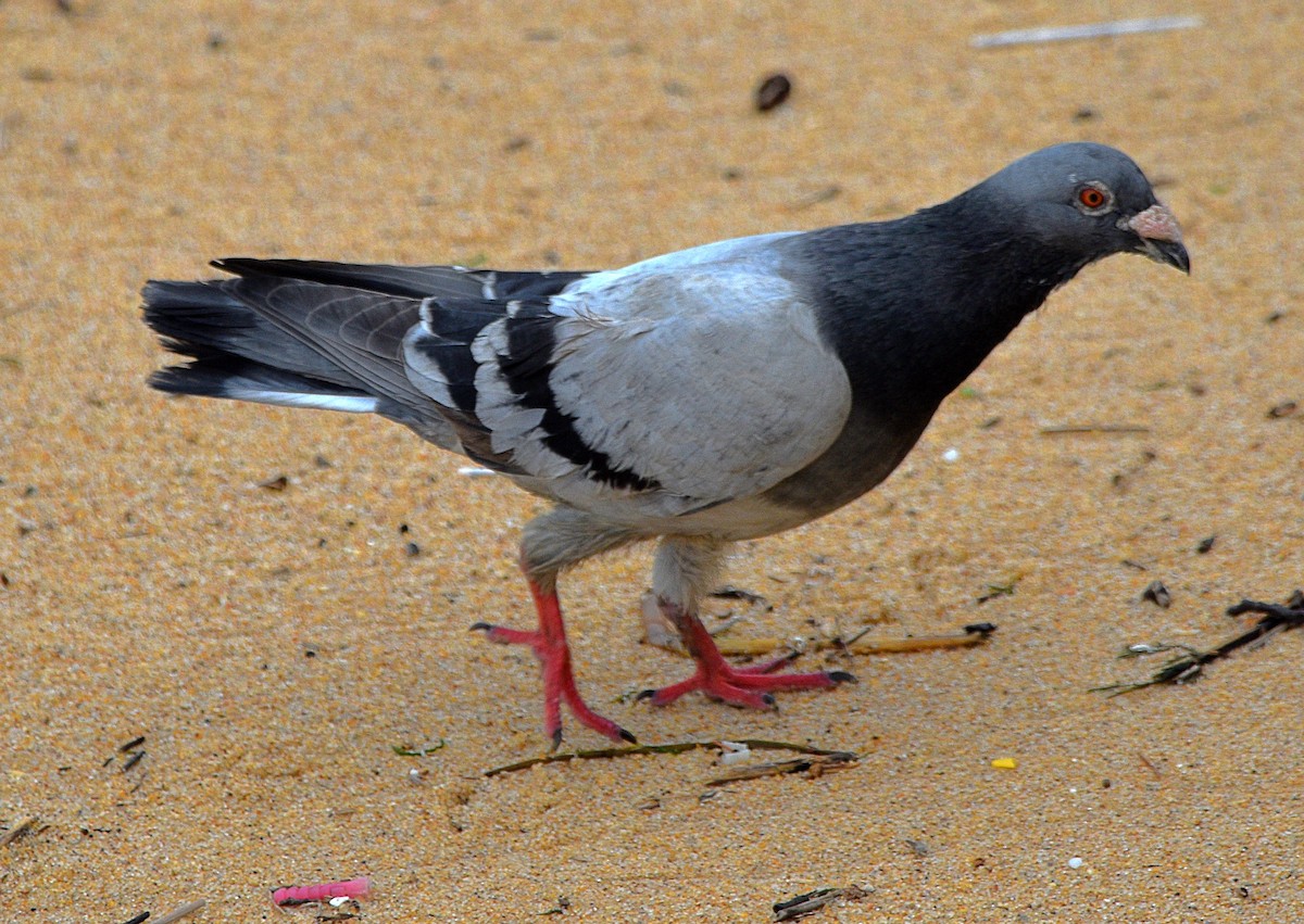 Rock Pigeon (Feral Pigeon) - ML516115661