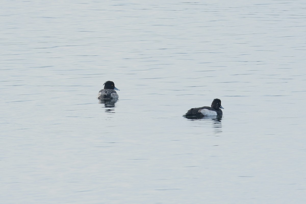 Tufted Duck - ML516116881