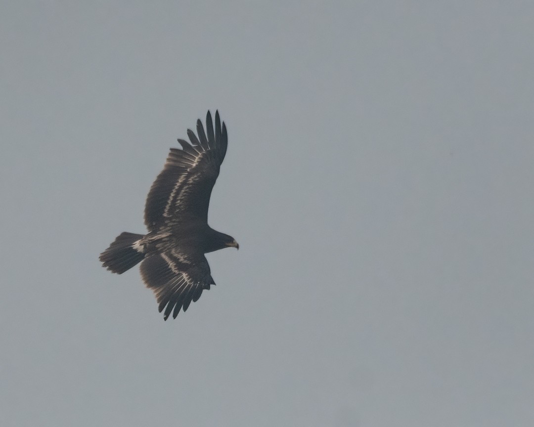 Greater Spotted Eagle - ML516122861