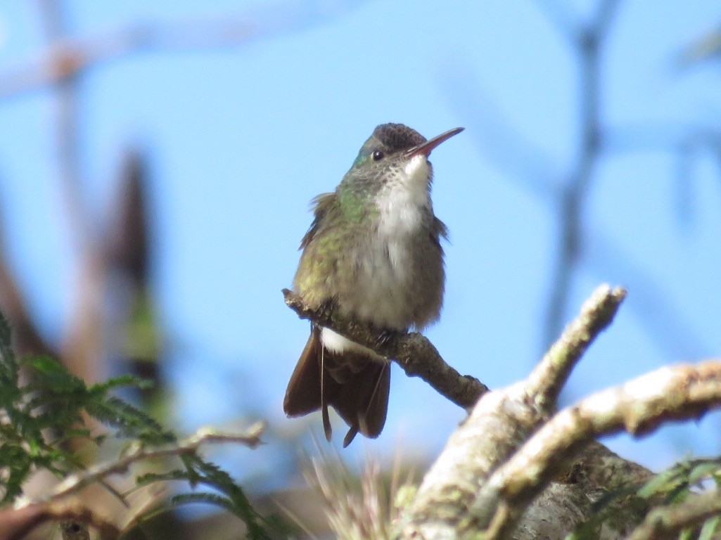 Azure-crowned Hummingbird - ML51612551